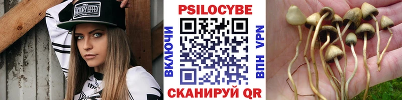 кракен как зайти  Вяземский  Псилоцибиновые грибы Psilocybe 